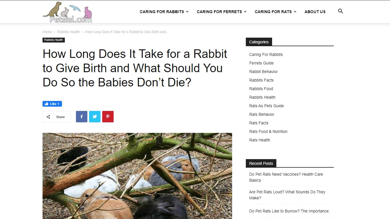 How Long Does It Take for a Rabbit to Give Birth | Petsial
